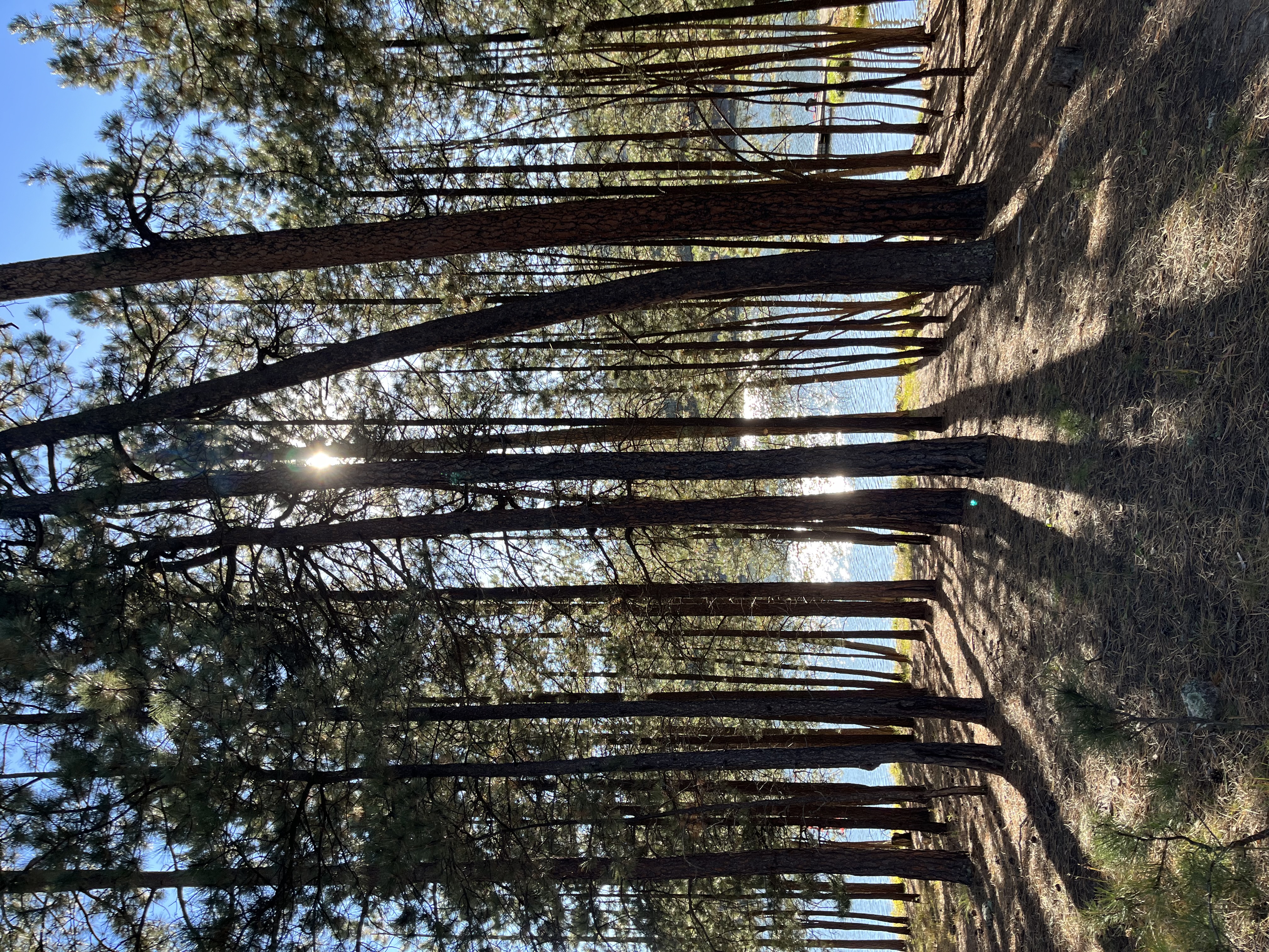 Sun shining between trees and reflecting off the lake